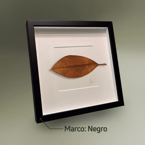 Marco Negro H